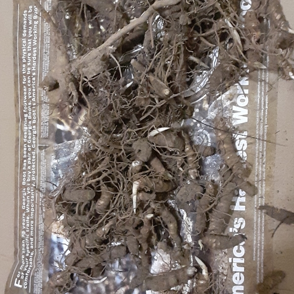 Good quality ginseng $400 pound dry - Picture 2 of 3